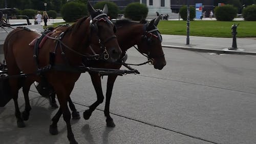 Horse Carriage in Old Town