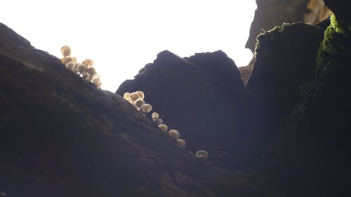 Mushrooms Growing on a Trunk