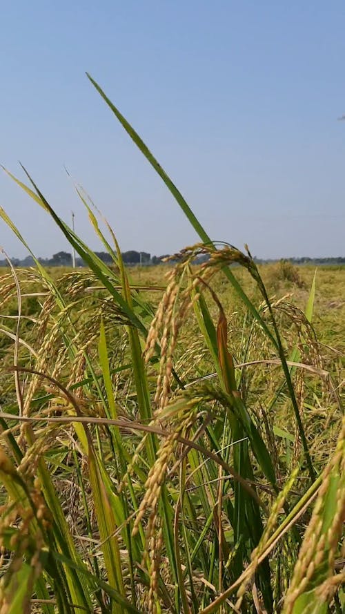 Cropfields Close-up