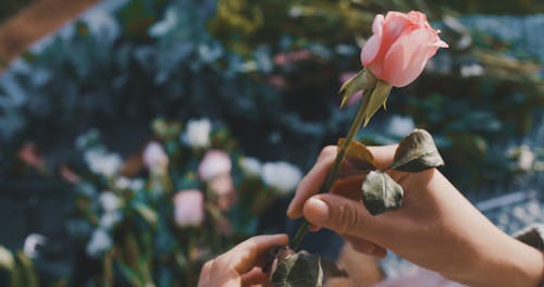 Cleaning A Rose Stem