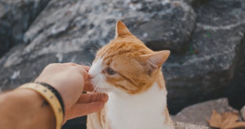 Cute and Adorable Tabby Cat