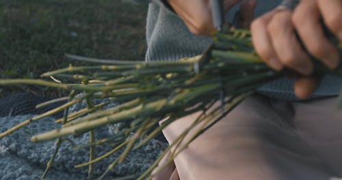 Woman Cutting Stalks with Scissors