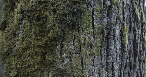 A Tree Covered in Moss