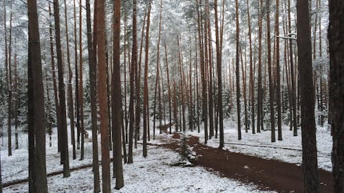 Forest Park In Winter