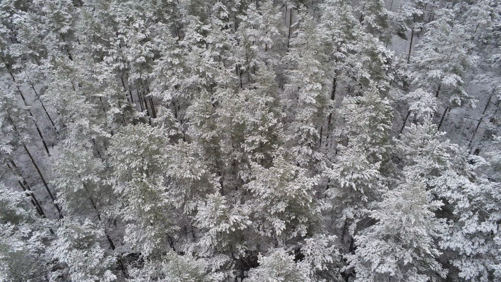 Aerial Footage Of A Forest Covered In Snow Free Stock Video Footage ...
