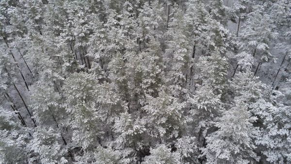 Aerial Footage Of A Forest Covered In Snow Free Stock Video Footage ...