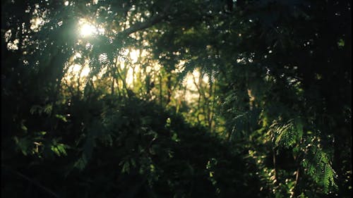 View of Sunrays Through a Tree Branches