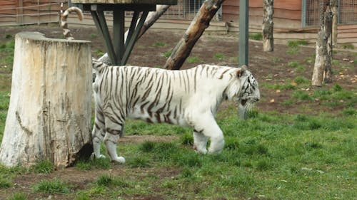 Tiger Videos, Download The BEST Free 4k Stock Video Footage & Tiger HD Video Clips Tiger Videos, Download The BEST Free 4k Stock Video Footage & Tiger HD Video Clips
