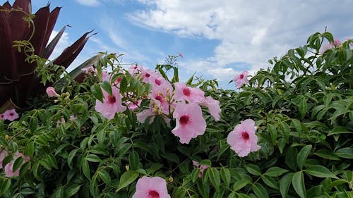 Video of a Flowers