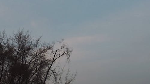 Leafless Trees During Autumn