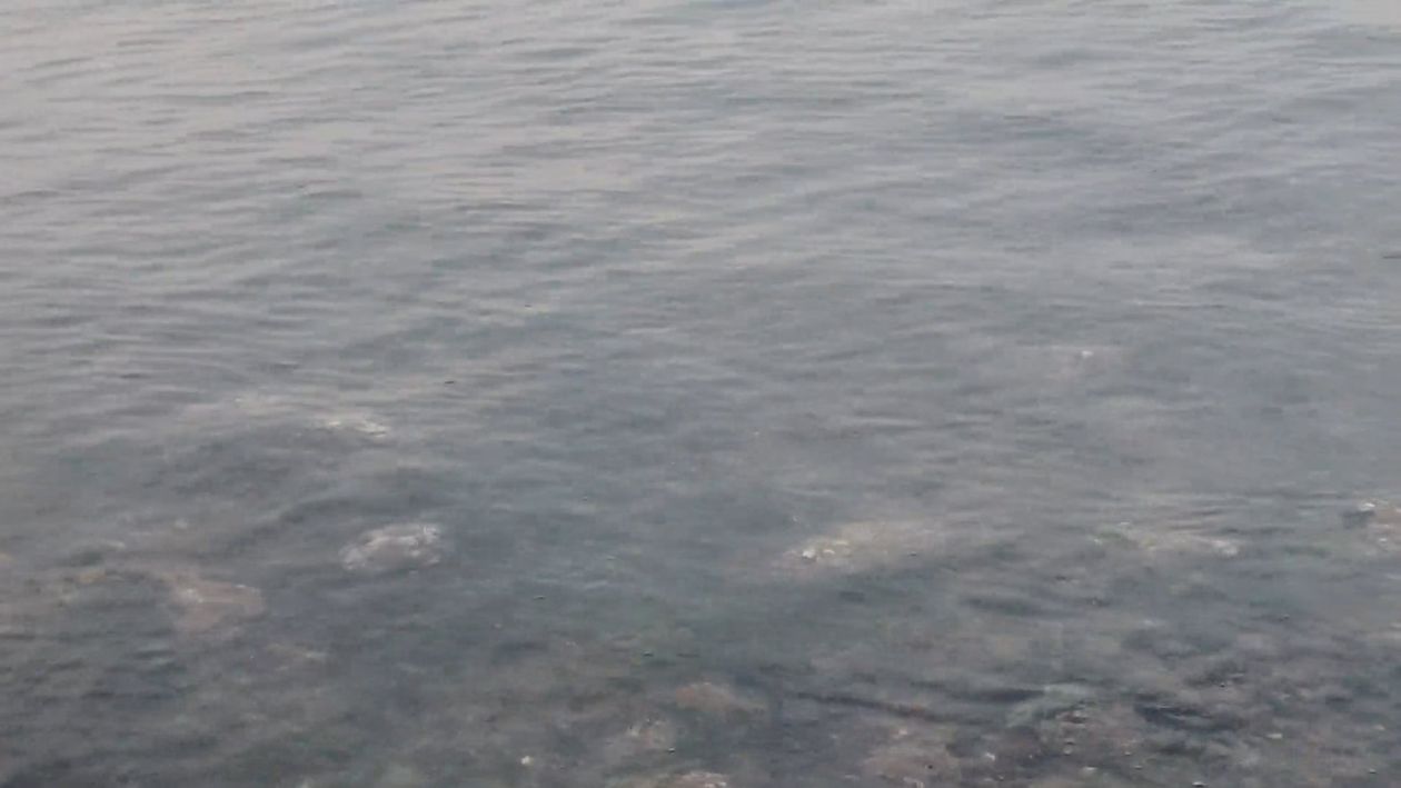 Close Up View of the Shallow Water in the River Free Stock Video ...