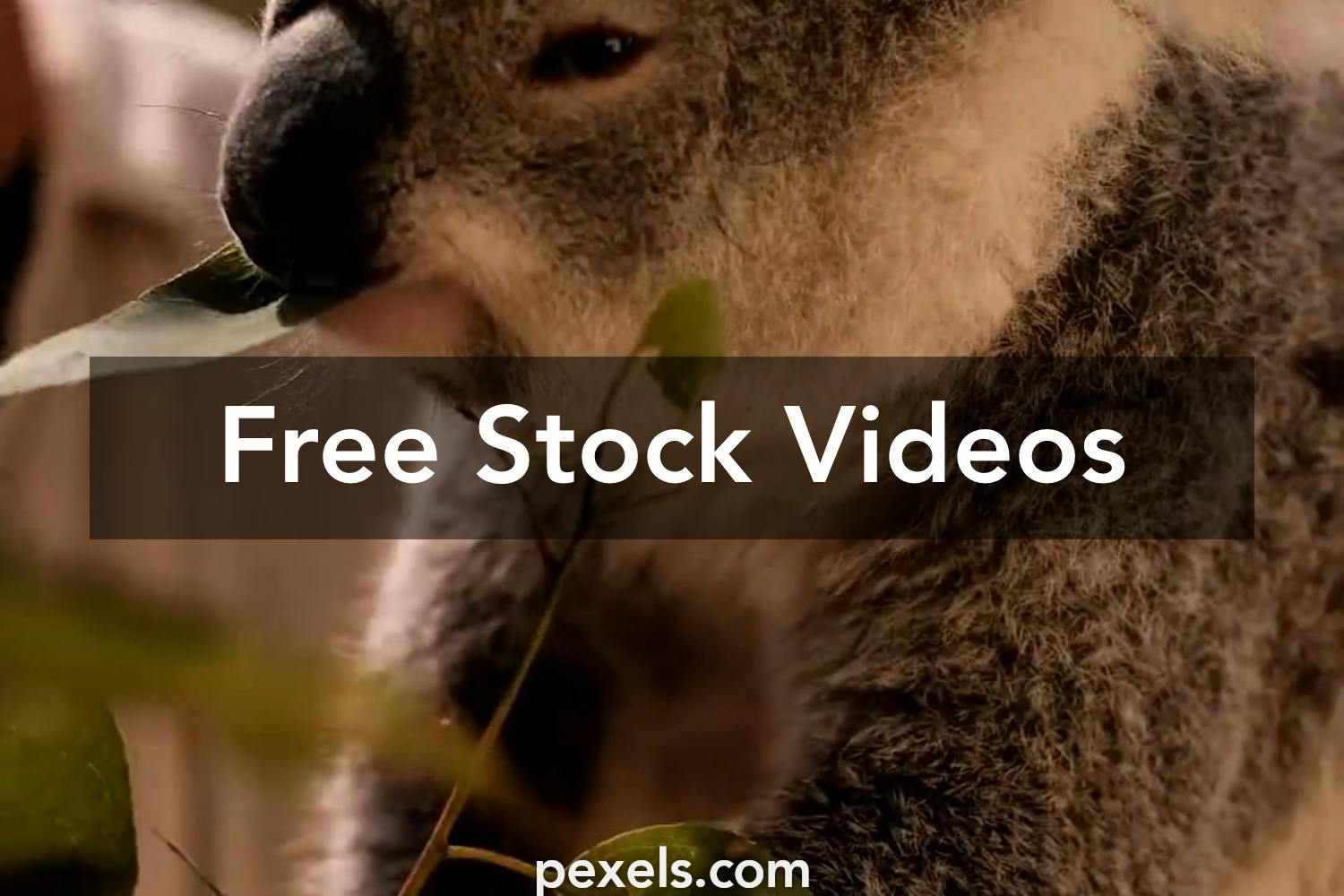 Animals Videos, Download The BEST Free 4k Stock Video Footage & Animals HD  Video Clips