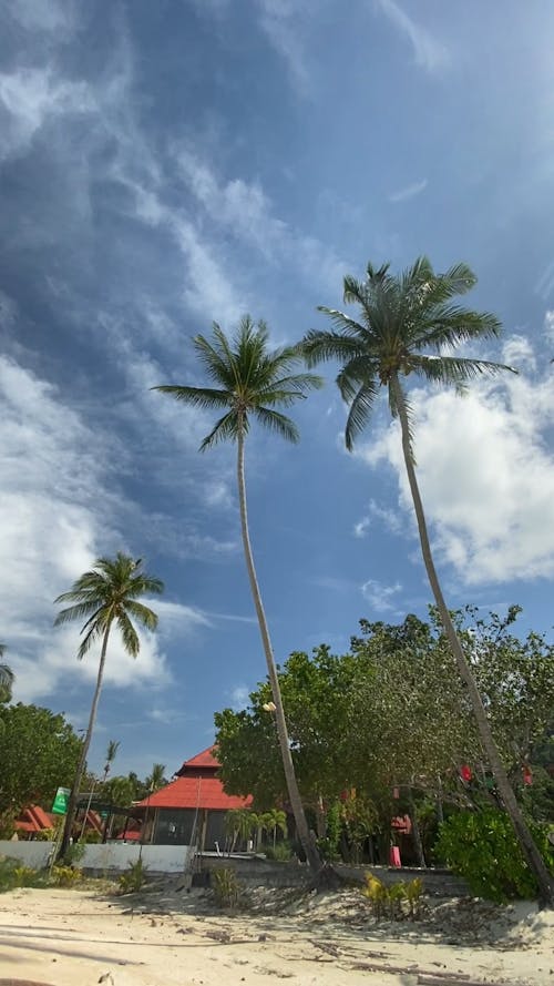 Low Angle Video of Palm Trees