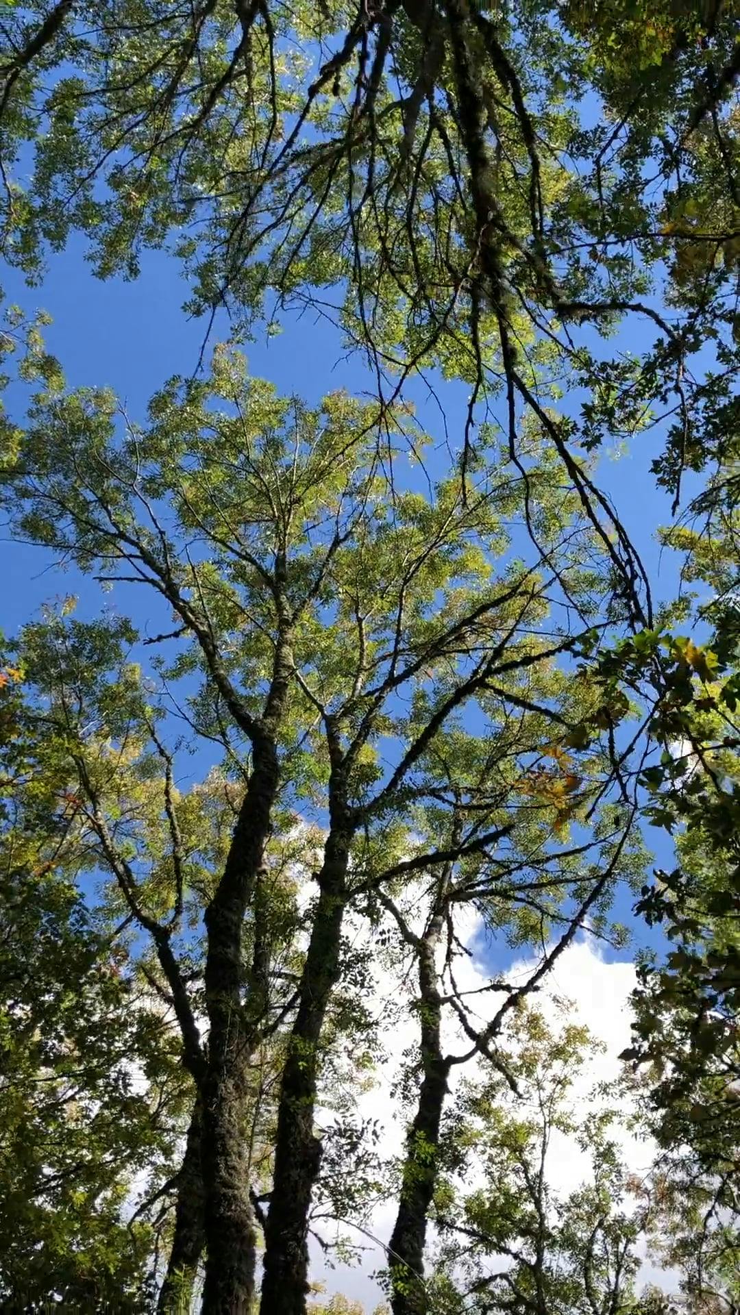 Video by Dasha Musohranova