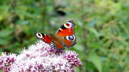 Video of a Butterfly in a Flower