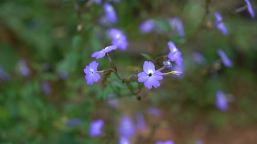 Purple Flowers Closeup