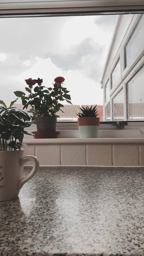 Indoor Plant in a Coffee Mug
