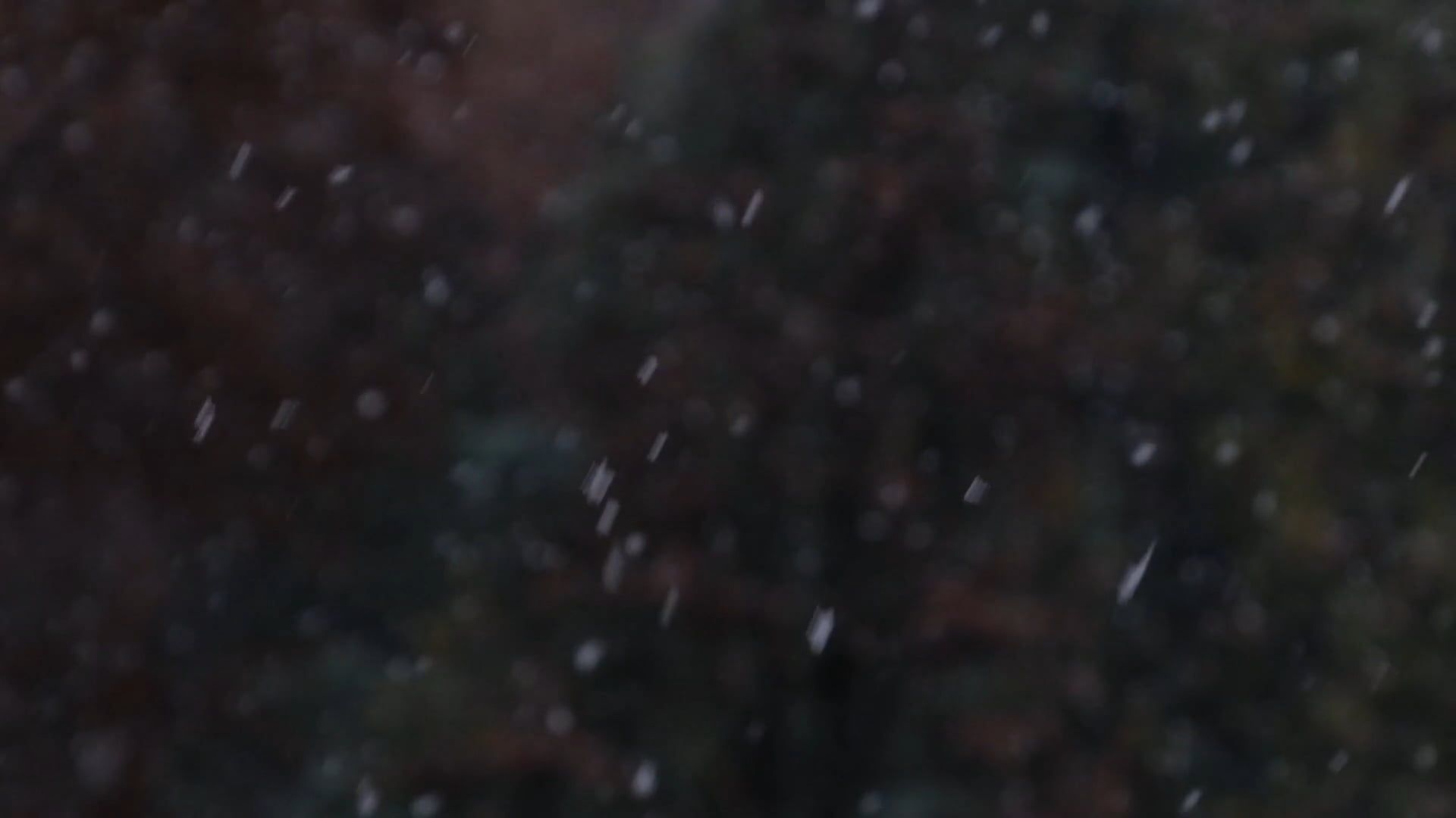 Snowfall Video Download Snow Falling in a Forest Free Stock Video Footage, Royalty-Free 4K & HD ...