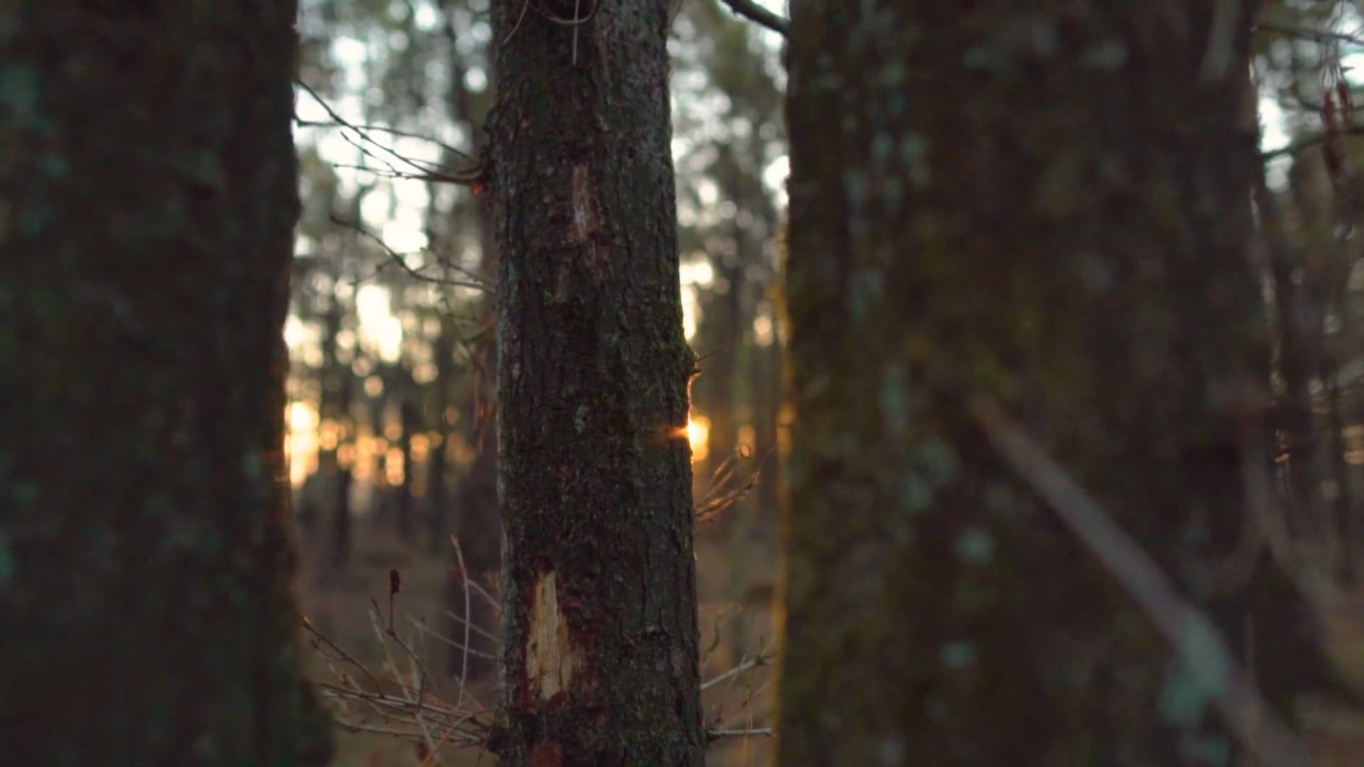 Close Up Video of Tree Trunks Free Stock Video Footage, Royalty-Free 4K ...