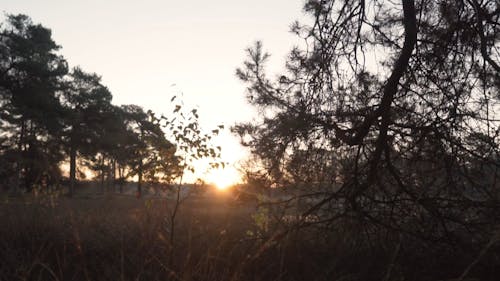 Golden Hour In The Green Field