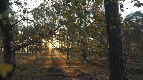 Sunset Rays Over the Forest Trees