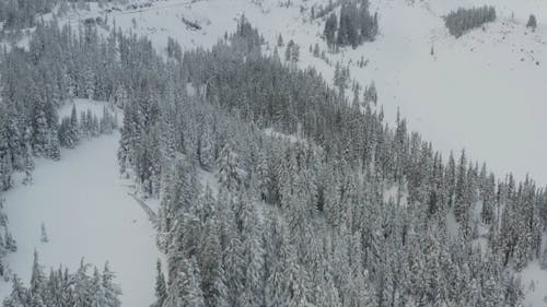 An Aerial Footage of a Snow Covered Forest