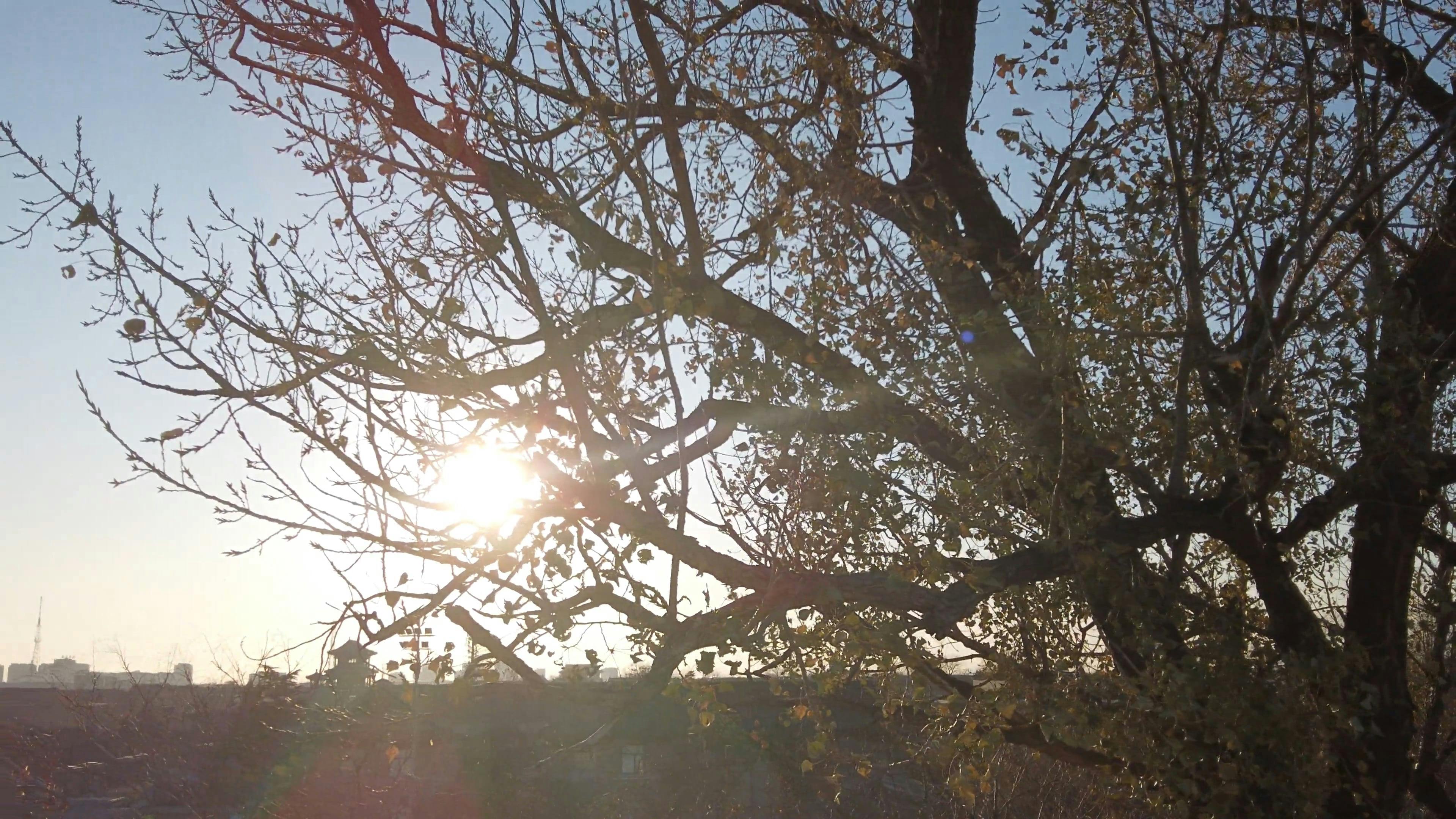 Close Up Video of Tree Free Stock Video Footage, Royalty-Free 4K & HD ...