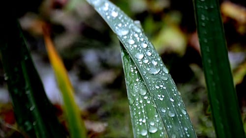 Close Up Video of Leaves