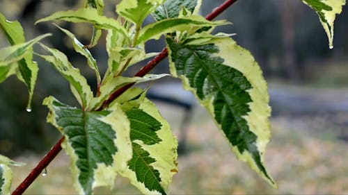 Focused View of a Plant Leaves on a Rainy Day