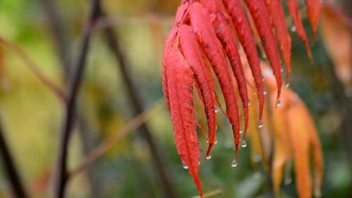 Droplets of Water on Red Leaf
