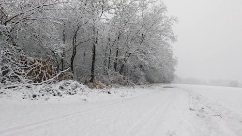 Snowfall in a Snowy Field