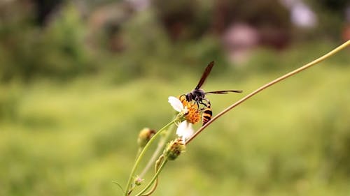 Close Up of a Wasp on a Flower