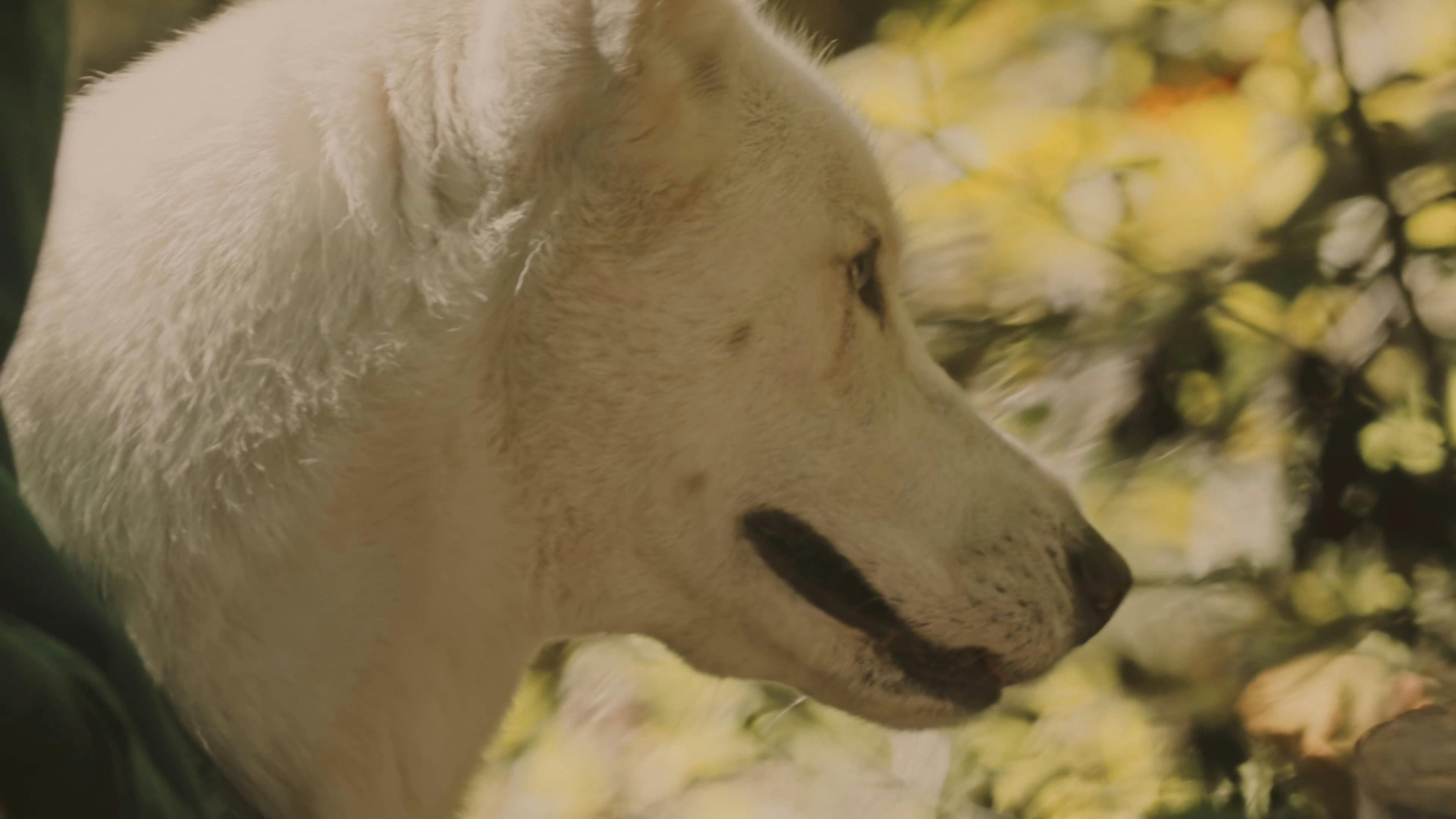 White Dog Face Free Stock Video Footage, RoyaltyFree 4K & HD Video Clip