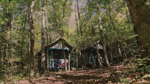 Cabins in the Forest