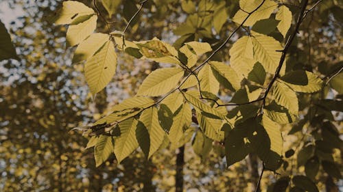 A Bunch of Leaves under the Sun