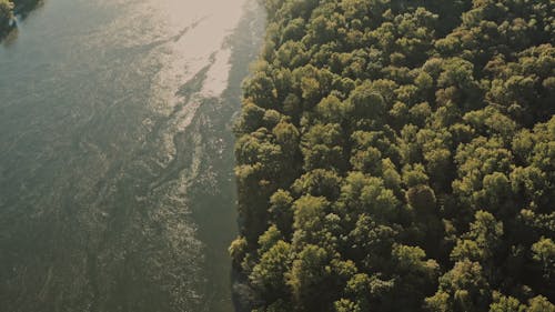 Aerial Footage of Trees Beside a River