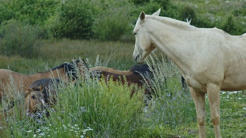 Cream Horse Neighing in Meadow