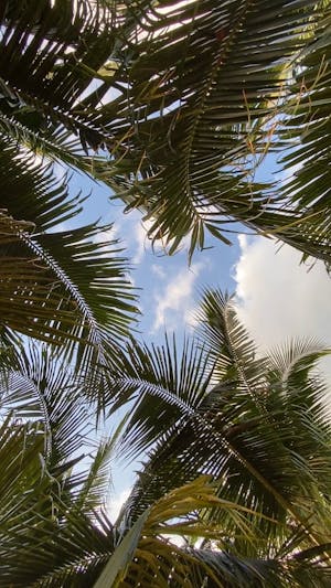 Coconut Trees Videos, Download The BEST Free 4k Stock Video Footage