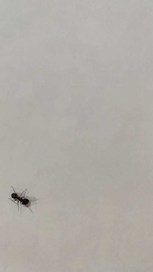 Ant in a Grey Background