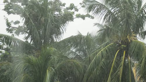 Palm Trees Under Heavy Rain