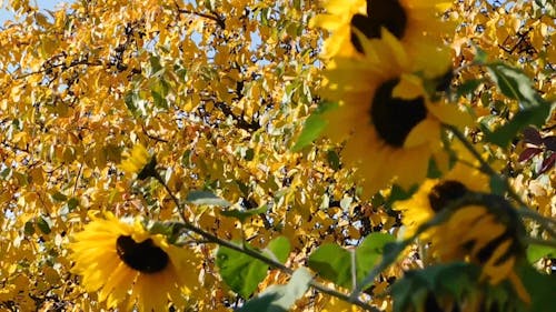 Yellow Sunflowers and Autumn Leaves