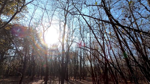 Forest Under Blue Sky