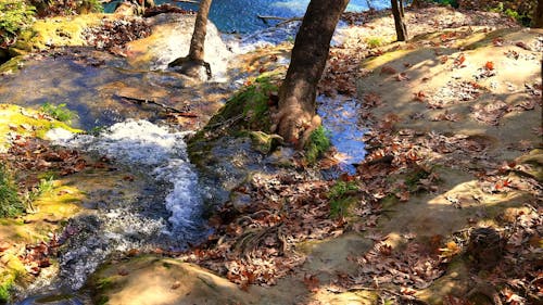 A Water Flowing Amidst the Trees