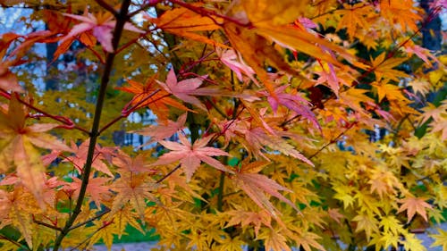 Colorful Japanese Maple Tree Leaves