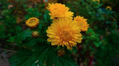 Close Up View of Yellow Chrysanthemum