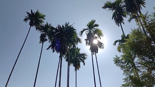 Palm Trees on a Sunny Day