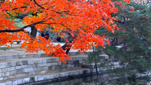 Gentle Breeze Hitting Autumn Leaves