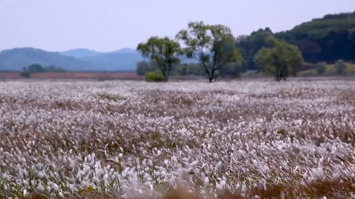 A Field of Plants Swaying in the Wind