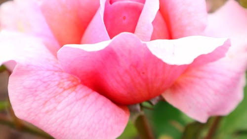 A full Bloom Pink Rose