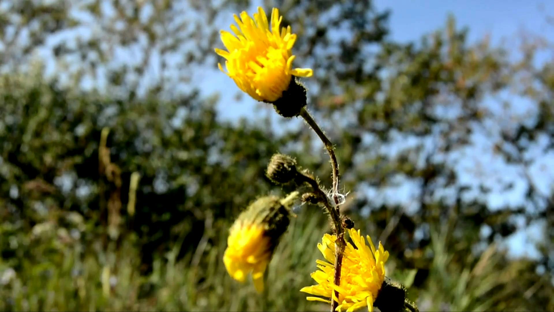 Plucking a Flower · Free Stock Video